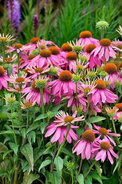 Nahaufnahme von purpurroten Sonnenhutblüten im Garten.