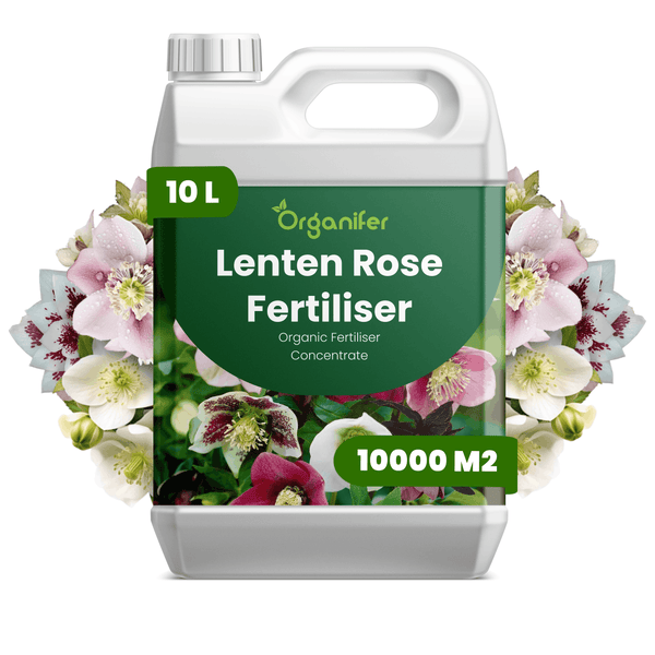 Organifer Christrosendünger, organisches Flüssigdünger-Konzentrat in einem 10 Liter Kanister, ausreichend für 10000 Quadratmeter, Organifer Logo.