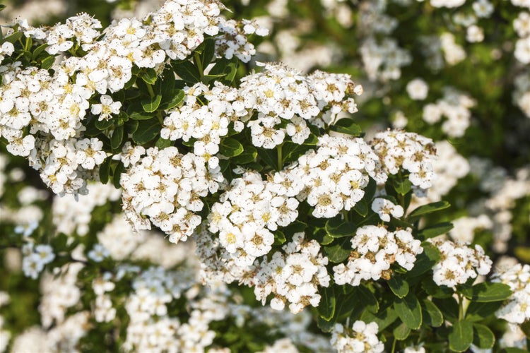 Spiraea nipponica 'Snowmound', Japanische Spiere, weiß, 40–60 cm