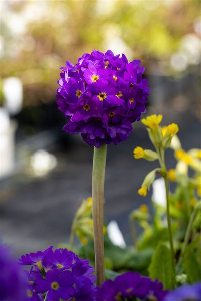 Primula denticulata 'Lilac', Kugelprimel, lila, ca. 9x9 cm Topf