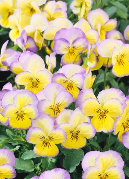 Nahaufnahme von gelb-lila Stiefmütterchen