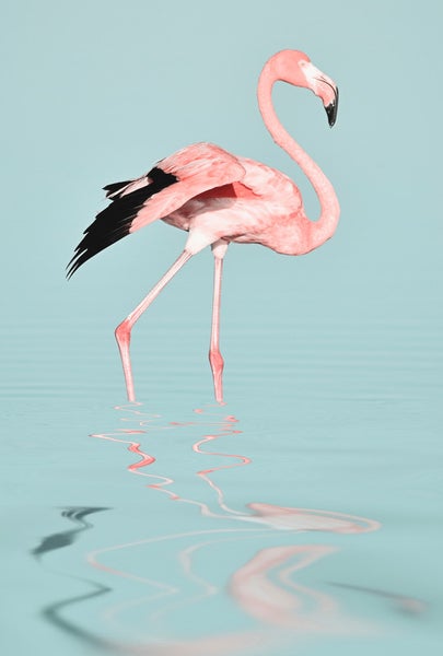 Ein Flamingo steht im Wasser.