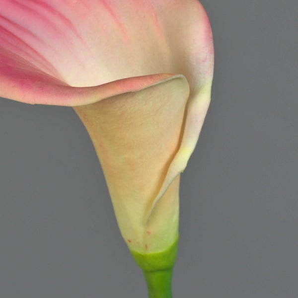 Nahaufnahme einer pinkfarbenen Calla Blüte mit grünem Stiel