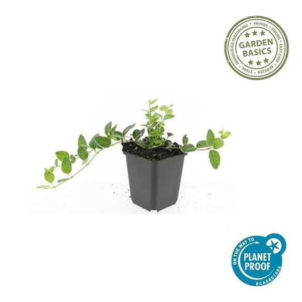 Immergrün Vinca minor in einem schwarzen Kunststofftopf mit Garden Basics Logo für einfache Pflege und On the way to PlanetProof Logo.
