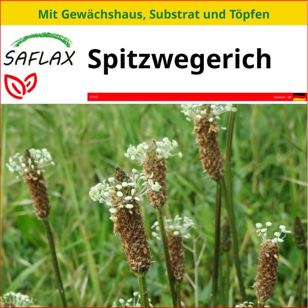 SAFLAX Anzucht Set - Spitzwegerich - Plantago lanceolata - 100 Samen - Mit Mini-Gewächshaus, Anzuchtsubstrat und 2 Töpfen