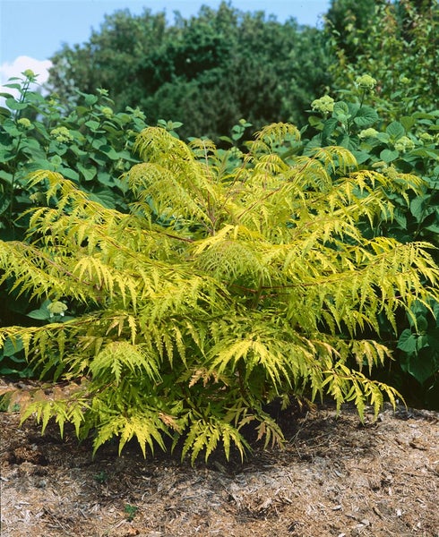 Rhus typhina 'Tiger Eyes', Essigbaum, gelbgrün, 40–60 cm