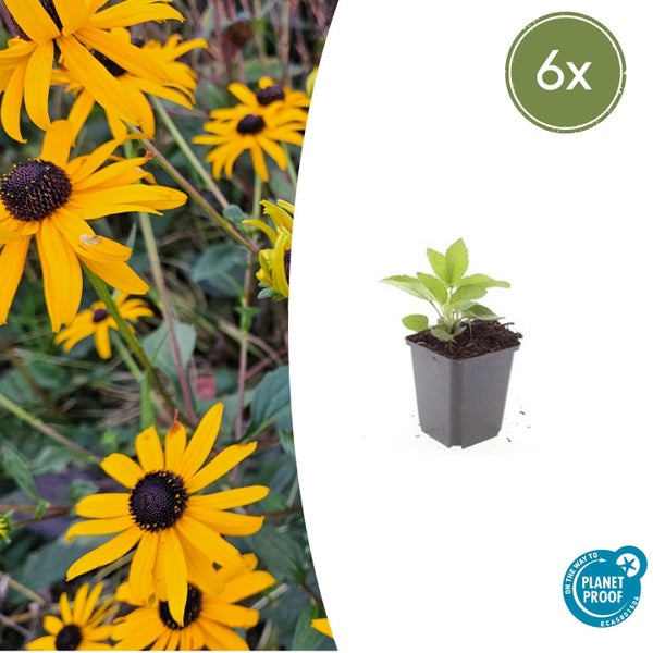 6er-Pack Sonnenhut Rudbeckia als Jungpflanze im Topf und in Blüte mit PlanetProof-Siegel.