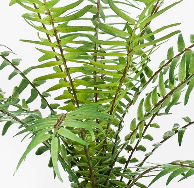 Zimmerfarn mit langen, grünen Wedeln in der Nahaufnahme.