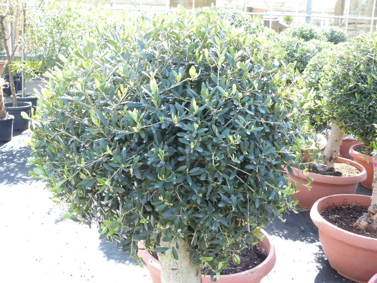 Bonsai Kugel Olivenbaum 140 - 170 cm knorrige urige Olive winterhart Olea Europaea Ölbaum