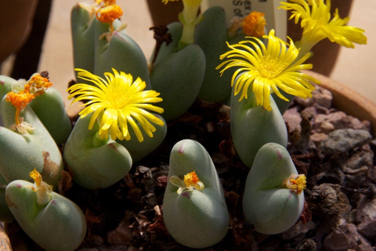 SAFLAX Garden in the bag - Blühende Steine / Conophytum Mix - Conophytum Mix - 40 Samen - Mit Anzuchtsubstrat im praktischen, selbst aufstellenden Beutel