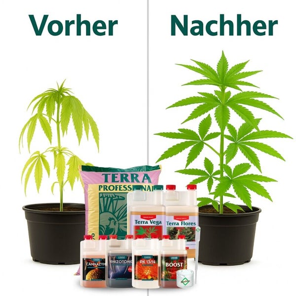 Vorher-Nachher-Vergleich einer Pflanze mit Canna Terra Professional Erde und Canna Düngemitteln wie Terra Vega, Terra Flores und Boost.