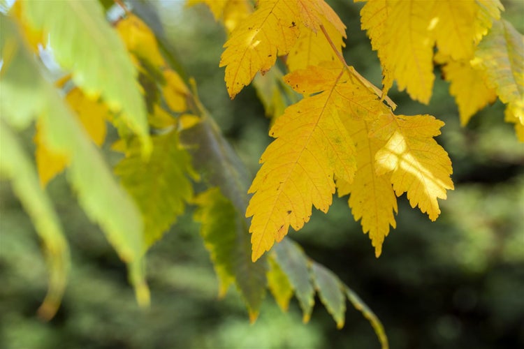 Koelreuteria paniculata, Blasenbaum, 60–80 cm