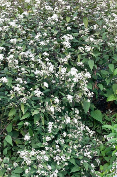 Eupatorium rugosum, Weißblühend, ca. 9x9 cm Topf