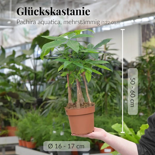 Glückskastanie mit mehreren Stämmen | Pachira aquatica Pflanze im 17cm Topf | Zimmerpflanze ungiftig & pflegeleicht | ca. 50–60 cm hoch