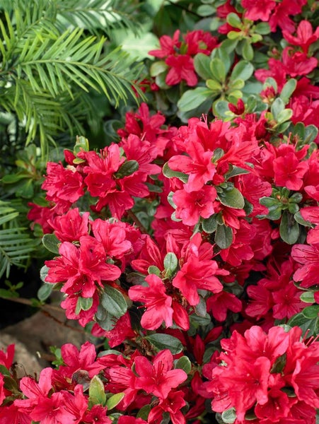 Nahaufnahme einer Azaleenpflanze mit roten Blüten und grünen Blättern