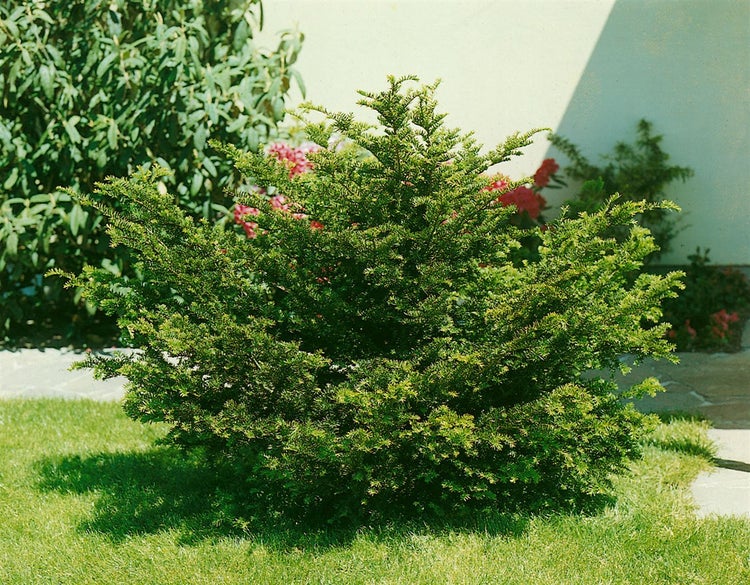 Taxus cuspidata, Japanische Eibe, 125–150 cm