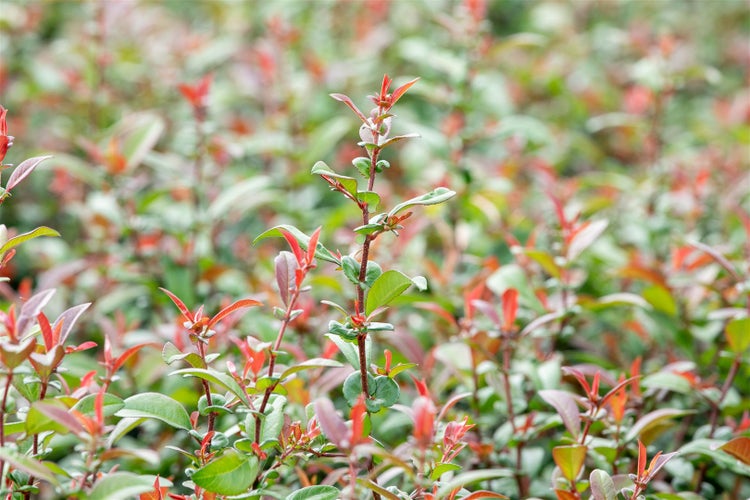 Chaenomeles 'Friesdorfer Typ 205', Zierquitte, 40–60 cm