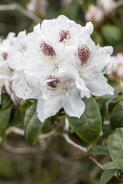 Rhododendron Hybr. 'Schneebukett', weiß, 30–40 cm