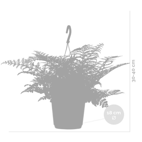 Asplenium Parvati – Curly Farn – Hängepflanze – Desodorierend – ⌀17 cm - ↕30-40 cm
