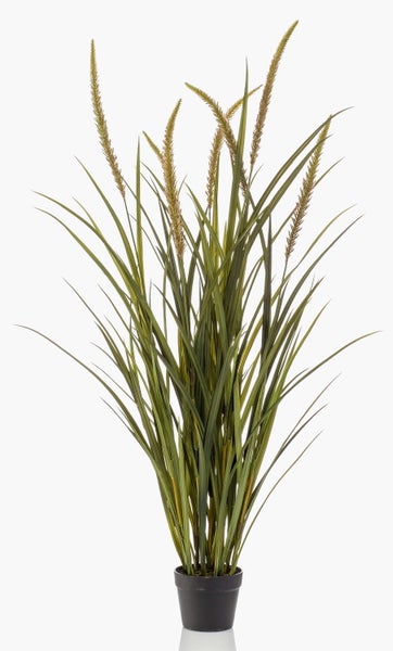 Ziergras mit langen grünen Blättern und fedrigen Blütenständen.