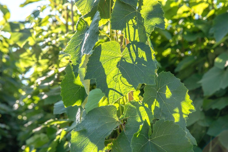 Vitis vinifera 'Erdbeertraube', Weinrebe, süß, 80–100 cm