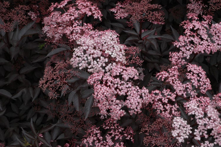 Sambucus nigra 'Black Beauty', Schwarzer Holunder, dunkelviolett, 40–60 cm