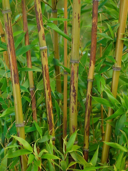 Phyllostachys nigra, Schwarzer Bambus, 80–100 cm