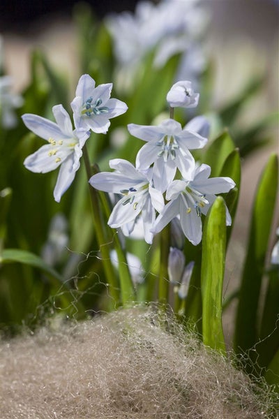Nahaufnahme von blassblauen Scilla-Blüten im Garten