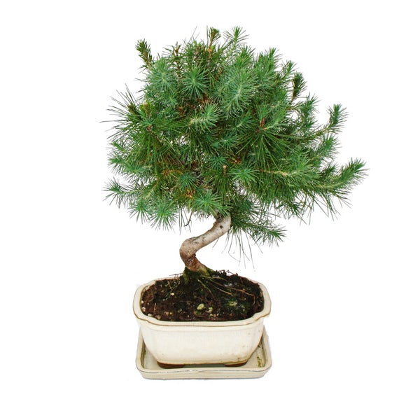 Bonsai - Pinus halepensis - Aleppo-Kiefer - ca. 7-8 Jahre alt  - 16cm Schale