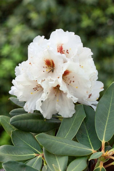 Rhododendron yak. 'Bohlken's Snow Fire', weiß-rot, 40–50 cm