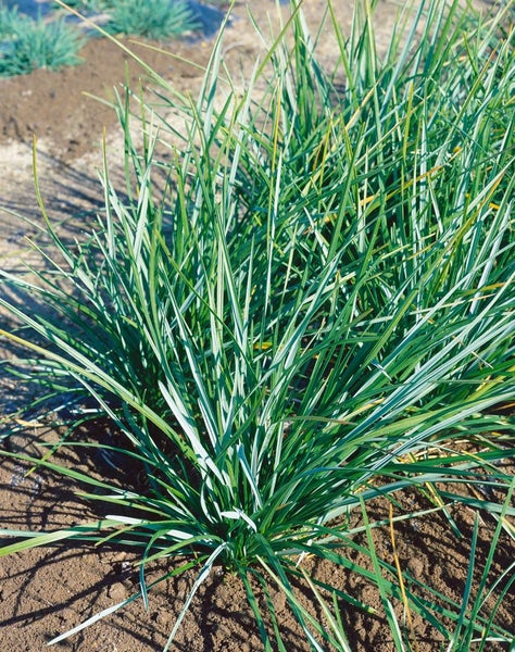 Sesleria heufleriana, Blaugras, ca. 9x9 cm Topf