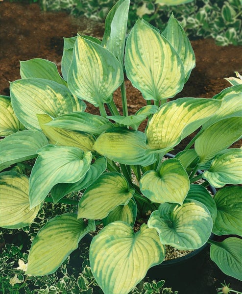 Hosta x fortunei 'Sharmon', Funkie, grün-weiß, ca. 11x11 cm Topf