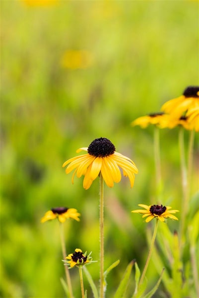 Rudbeckia fulgida var. speciosa, Sonnenhut, gelb, ca. 9x9 cm Topf