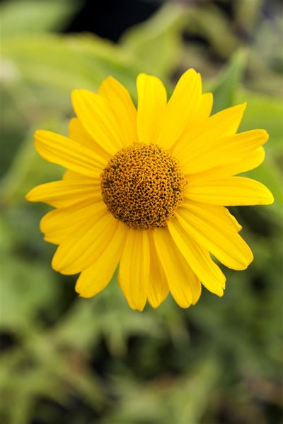 Heliopsis scabra 'Karat', Sonnenauge, goldgelb, ca. 11x11 cm Topf