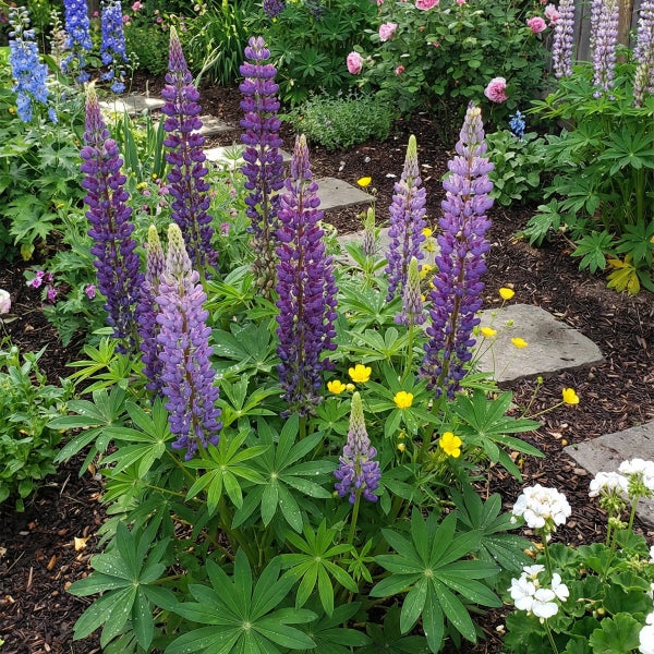 Blühender Garten mit violetten Lupinen, gelben Blumen und Naturstein-Trittsteinen auf Rindenmulch.