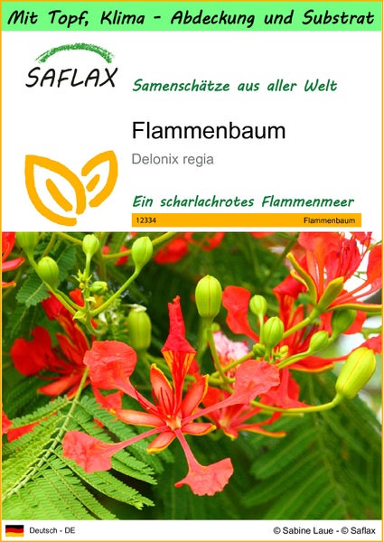 SAFLAX Garden to go - Flammenbaum - Delonix regia - 6 Samen - Mit Topf, Klima - Deckel und Anzuchtsubstrat