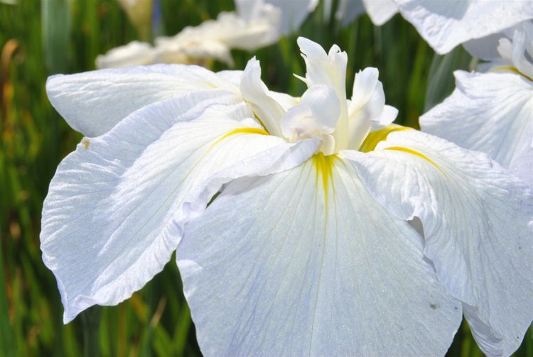 Iris sibirica 'Snow Queen', Sibirische Schwertlilie, weiß, ca. 11x11 cm Topf