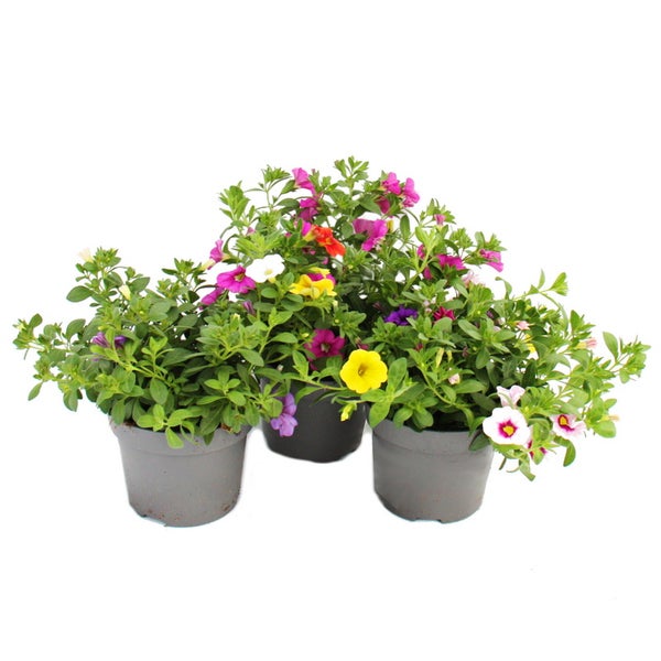 Zauberglöckchen Minihängepetunie Calibrachoa 12cm Topf Set mit 3 Pflanzen bunt (mehrfarbig)