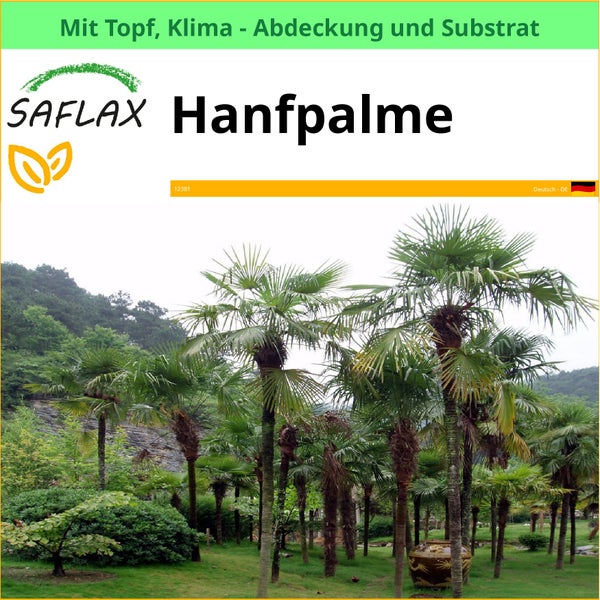 Saflax Hanfpalme im Topf mit Klimaabdeckung und Substrat