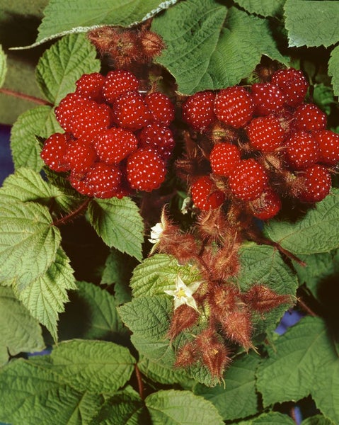 Rubus phoenicolasius, Japanische Weinbeere, 30–40 cm