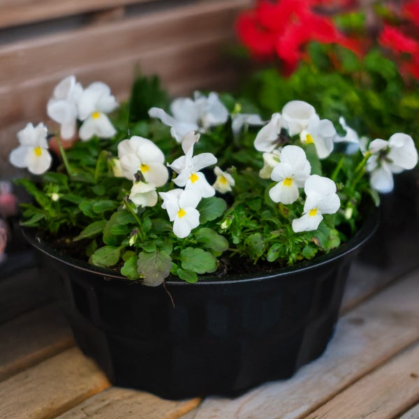 Hornveilchen in einem Topf