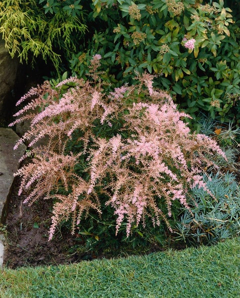 Astilbe glaberrima 'Sprite', Zwerg-Prachtspiere, rosa, ca. 9x9 cm Topf