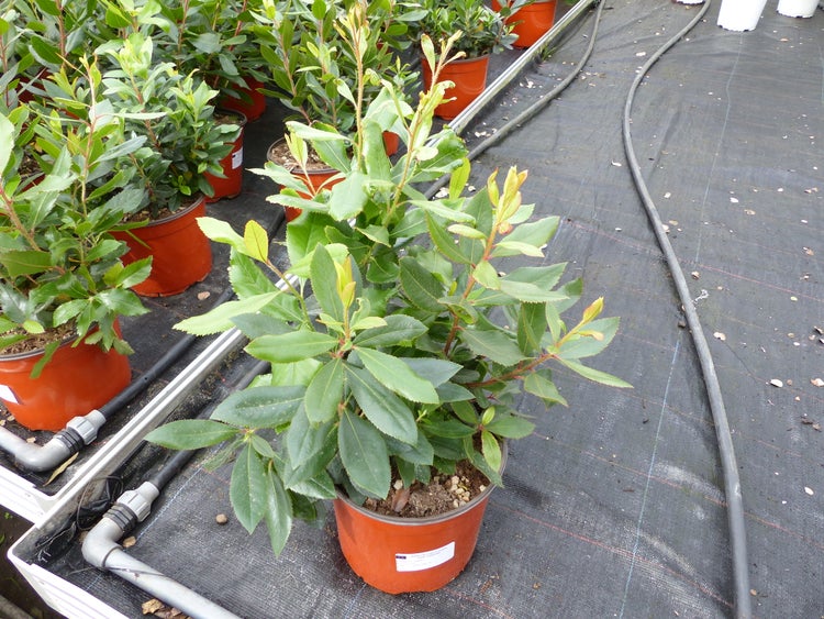 Westlicher Erdbeerbaum Arbutus unedo im Pflanztopf mit grünen gezackten Blättern.