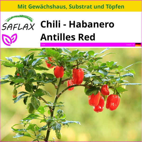 SAFLAX Anzucht Set - Chili - Habanero Antilles Red - Capsicum chinense - 10 Samen - Mit Mini-Gewächshaus, Anzuchtsubstrat und 2 Töpfen