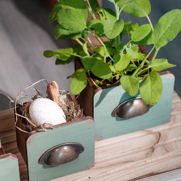 Dekorative Holzkästen mit Ei und Salbeipflanze