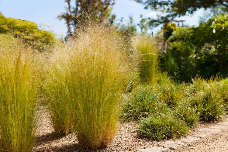 Stipa tenuissima 'Ponytails', Zartes Federgras, 2 Liter Container