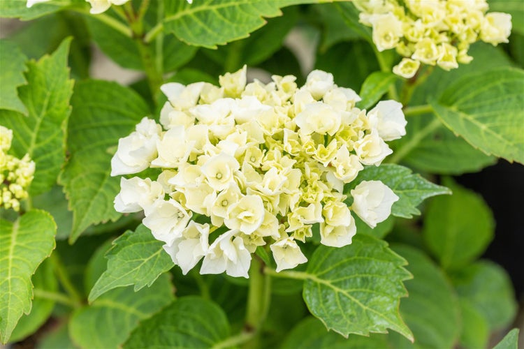Nahaufnahme einer weißen Hortensienblüte mit grünen Blättern
