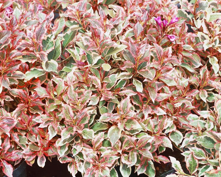 Nahaufnahme eines sommergrünen Zwergstrauchs mit Blättern und Blüten