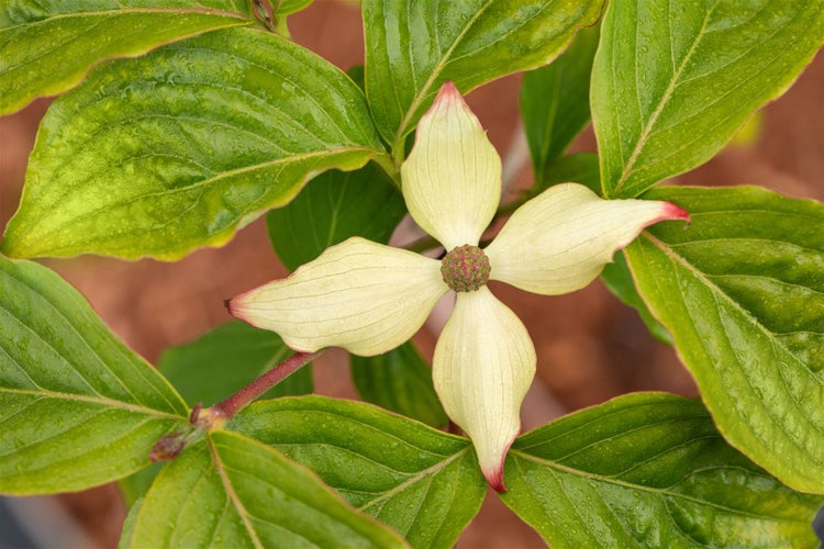 Cornus kousa chinensis 'Claudia', Chinesischer Blumen-Hartriegel, 40–60 cm