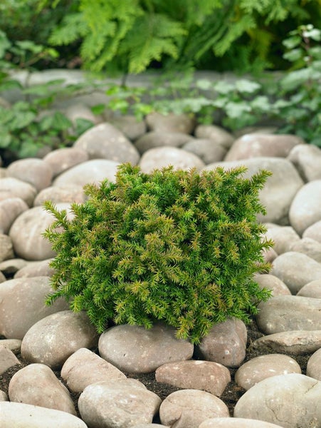 Cryptomeria japonica 'Vilmoriniana', Japanische Sicheltanne, 20–25 cm